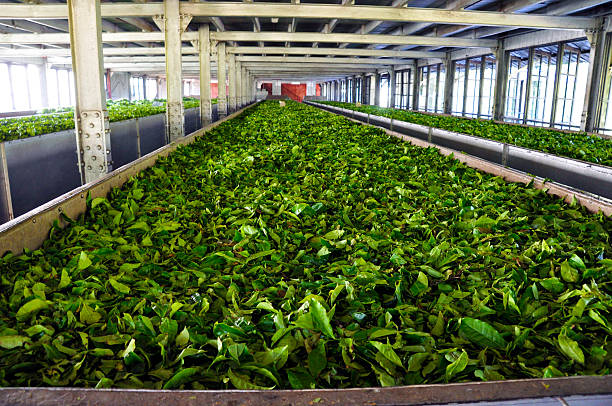 Project Report For Tea Factory