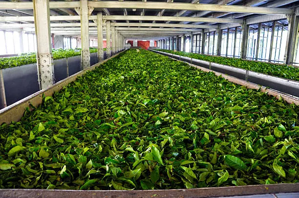 Project Report For Tea Factory