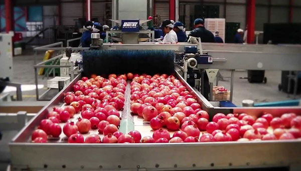 Project Report For Pomegranate Processing