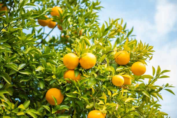 Project-report-for-lemon-farming