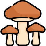Milky-Mushroom