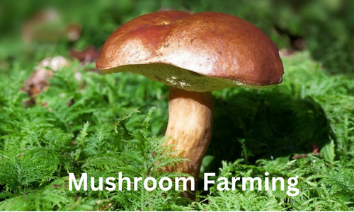 Project-Report-For- Mushroom-Farming