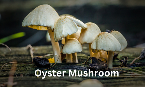 Project-Report-For- Oyster-Mushroom