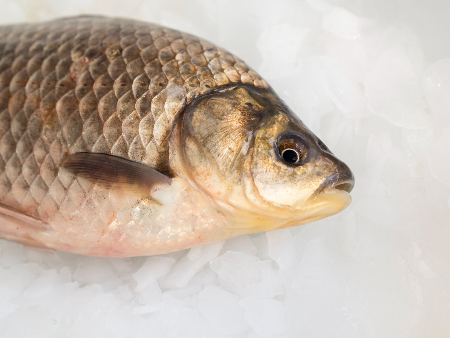 Tilapia Fish Farming