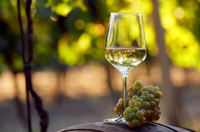 The Project Report For Grape Wine Manufacturing