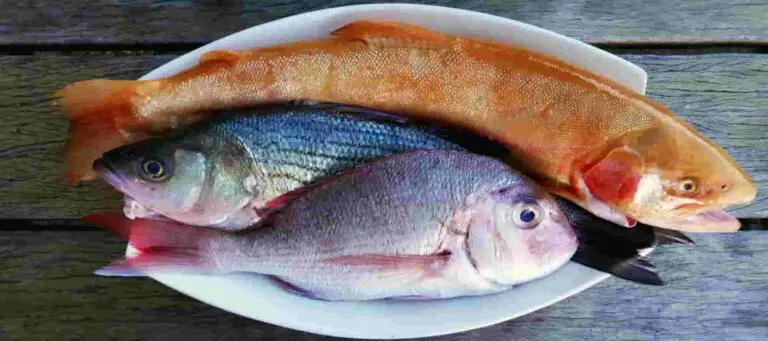 Project-report-for-fish-shop