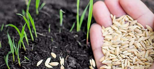 Project-Report-For-Agro-Seed-Processing-Manufacturing-Plant
