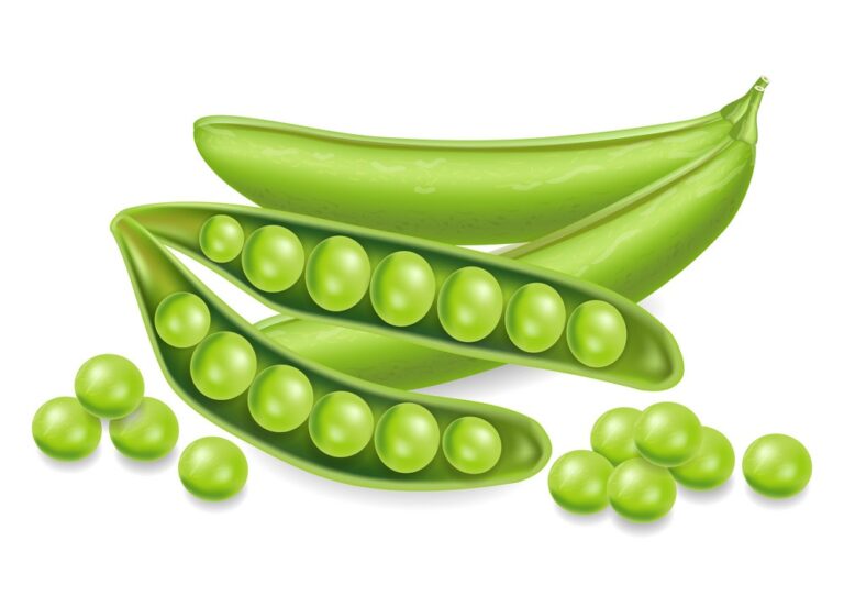 Project-report-for-peas-processing-plant
