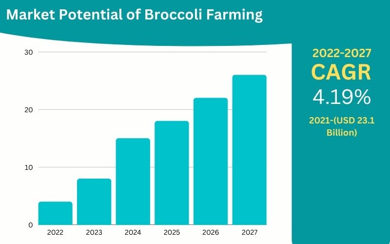 Market-potential-of-broccoli-farming
