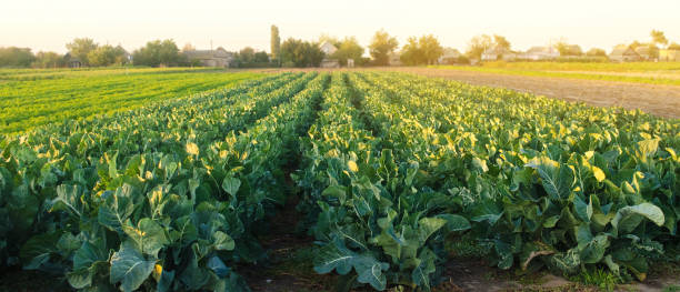 Project-report-for-broccoli-farming