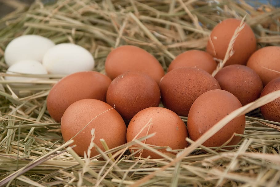 Project-report-for-egg-farming