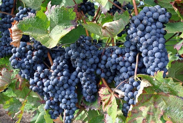 Project-report-for-grape-farming