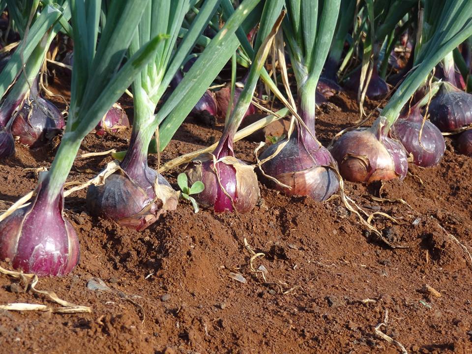 Project-report-for-onion-farming