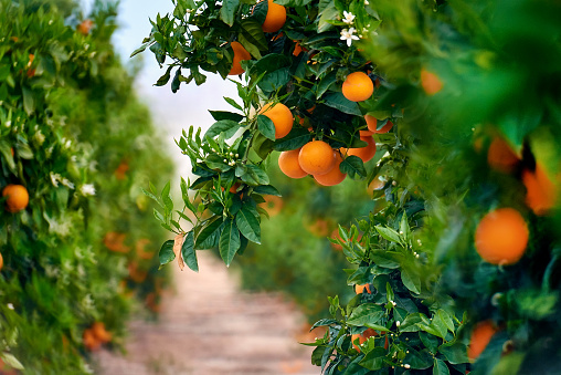 Project-report-for-orange-farming