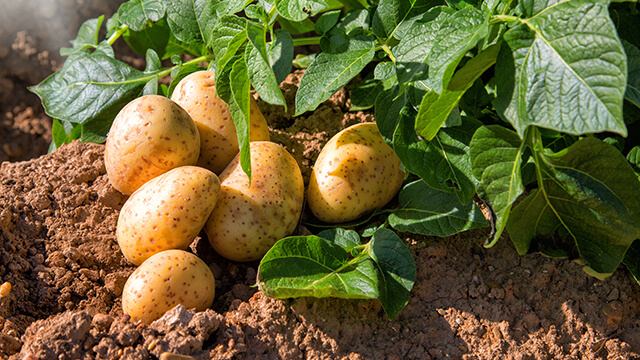 Project-report-for-potato-farming