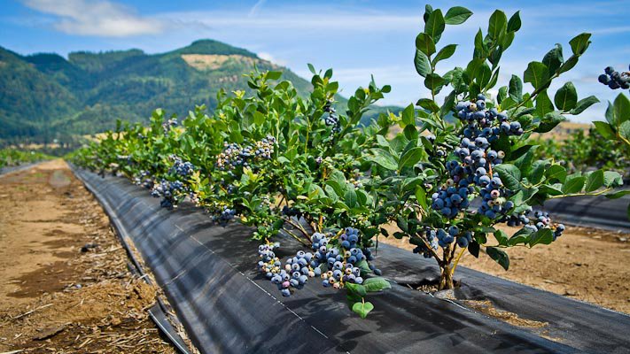 Project-Report-For-Blueberry-farming