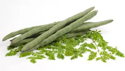 Project-Report-For-Drumstick-Vegetable-Farming