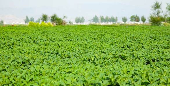 Project-Report-For-Mint-Farming
