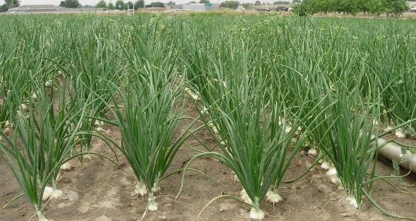 Project-Report-For-Spring-Onion-Farming