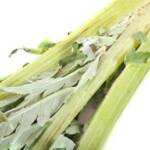 Project-report-for-cardoon-farming