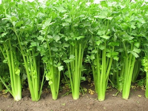 Project-report-for-celery-vegetable