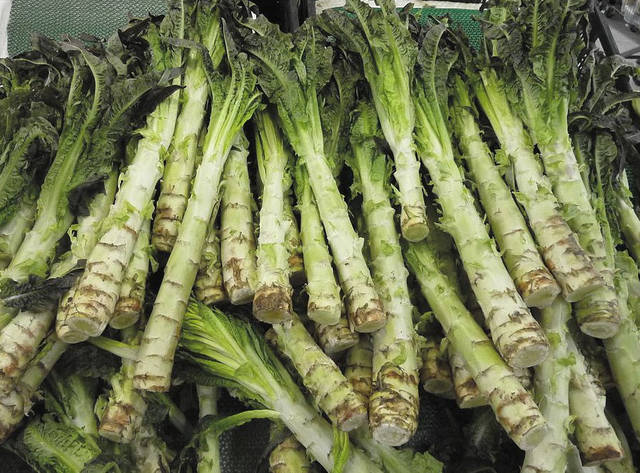 Project-report-for-celtuce-farming
