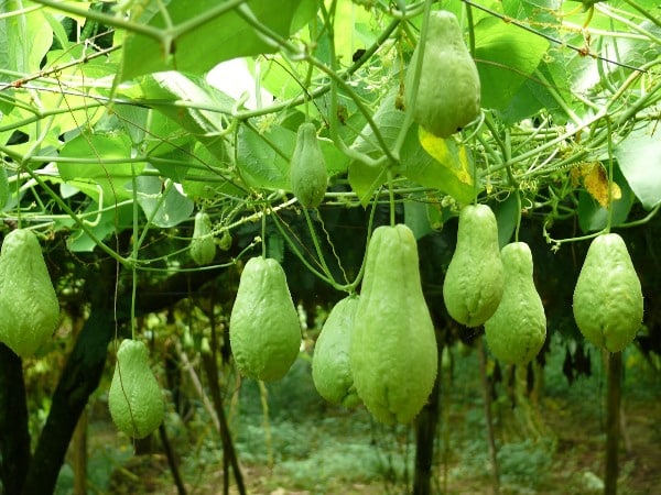 Project-report-for-chayote-farming