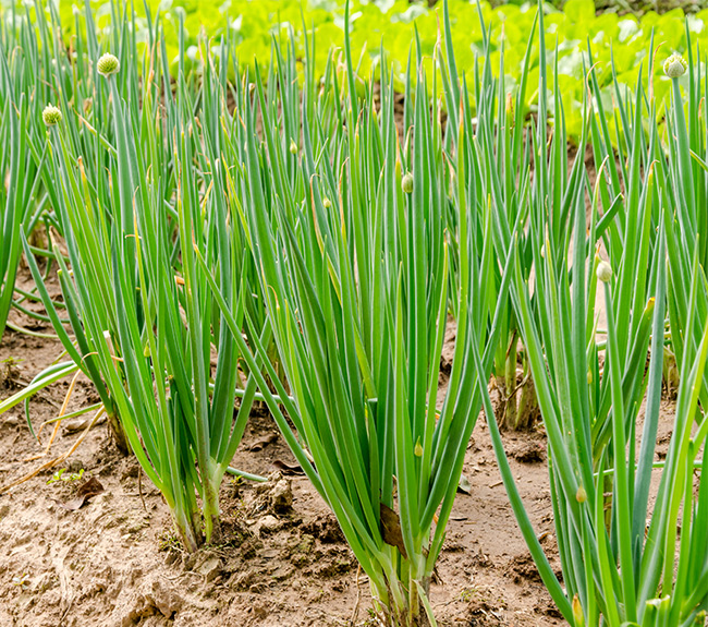 Project-report-for-chives-farming