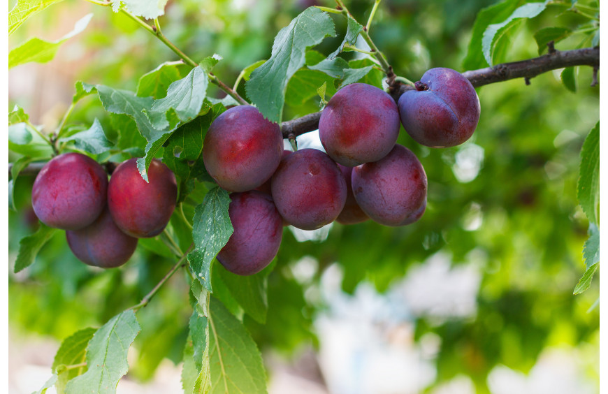 Project-report-for-plum-farming