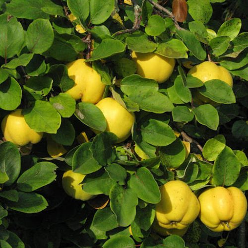 Project-report-for-quince-farming