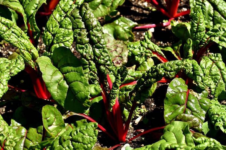Project-report-for-swiss-chard-farming