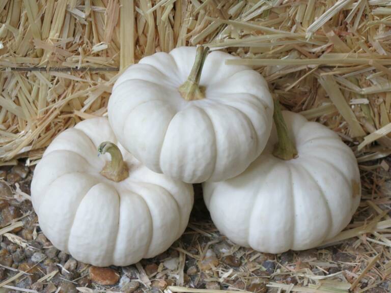 Project-report-for-white-pumpkin-farming
