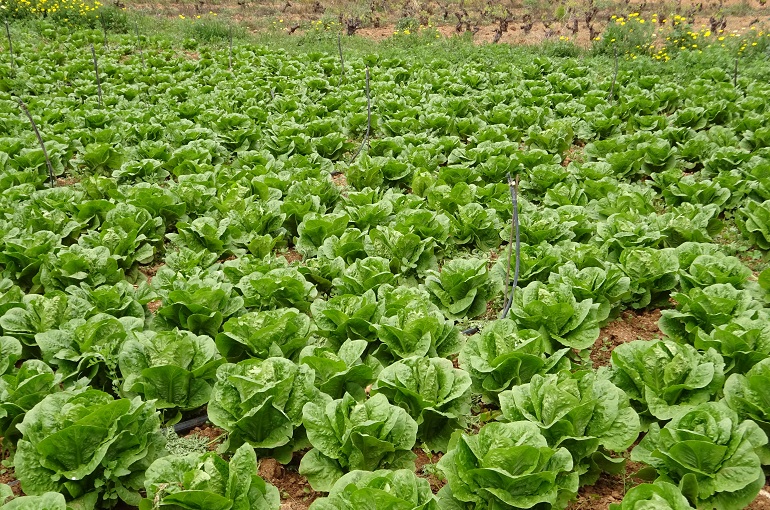 project-report-for-lettuce-farming