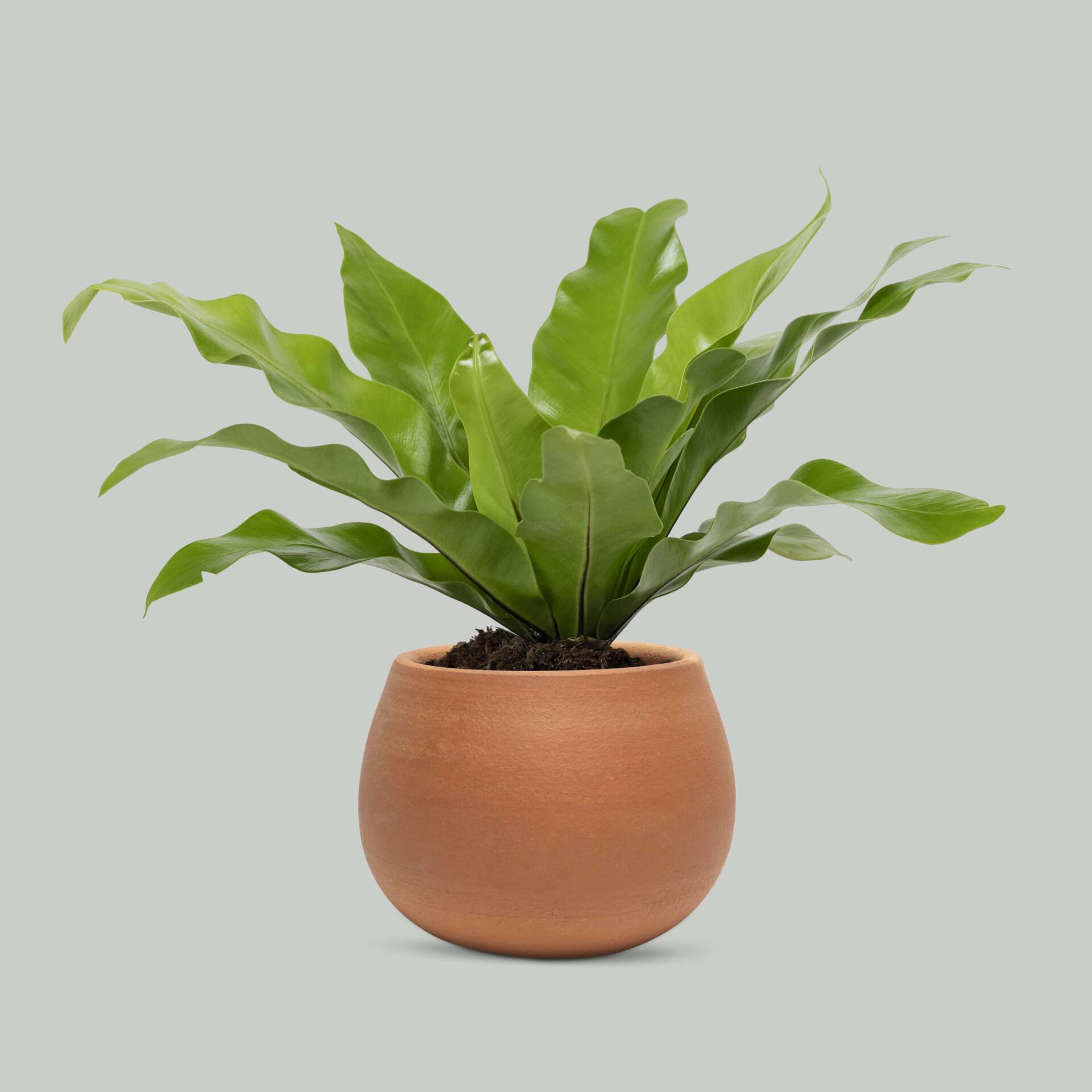 Project-Report-for-Plant-Pot