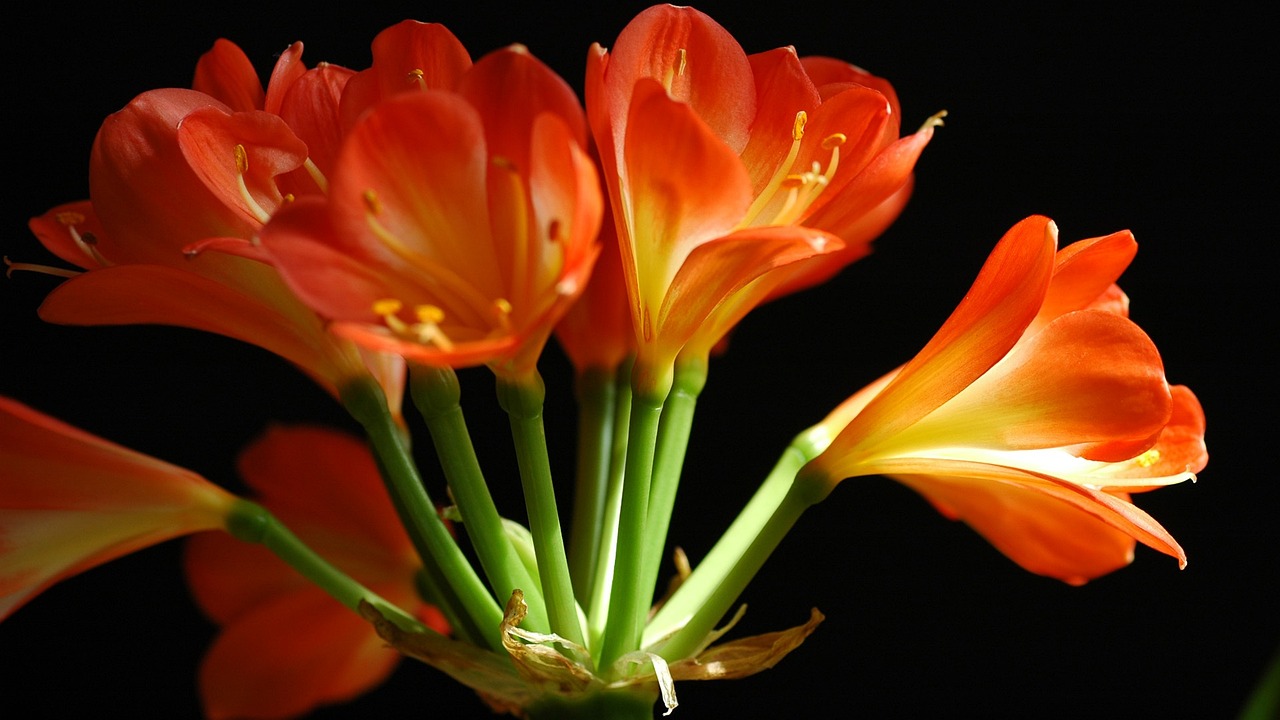 Project-Report-for-Clivia-Flower