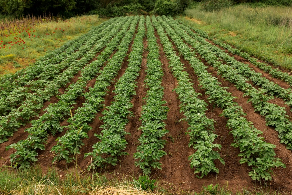 Horseradish