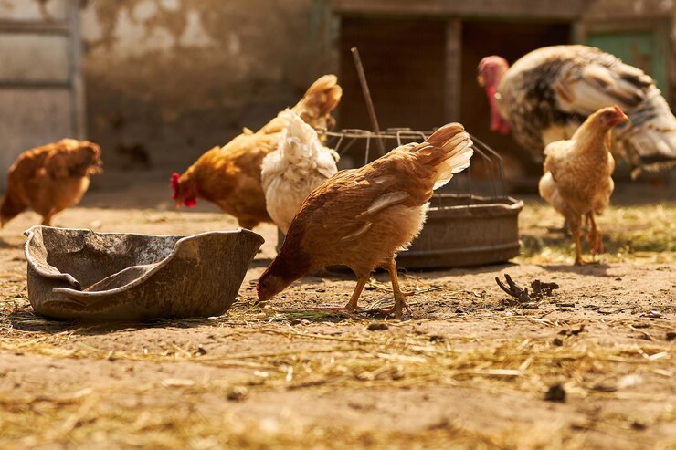 Poultry-Farm