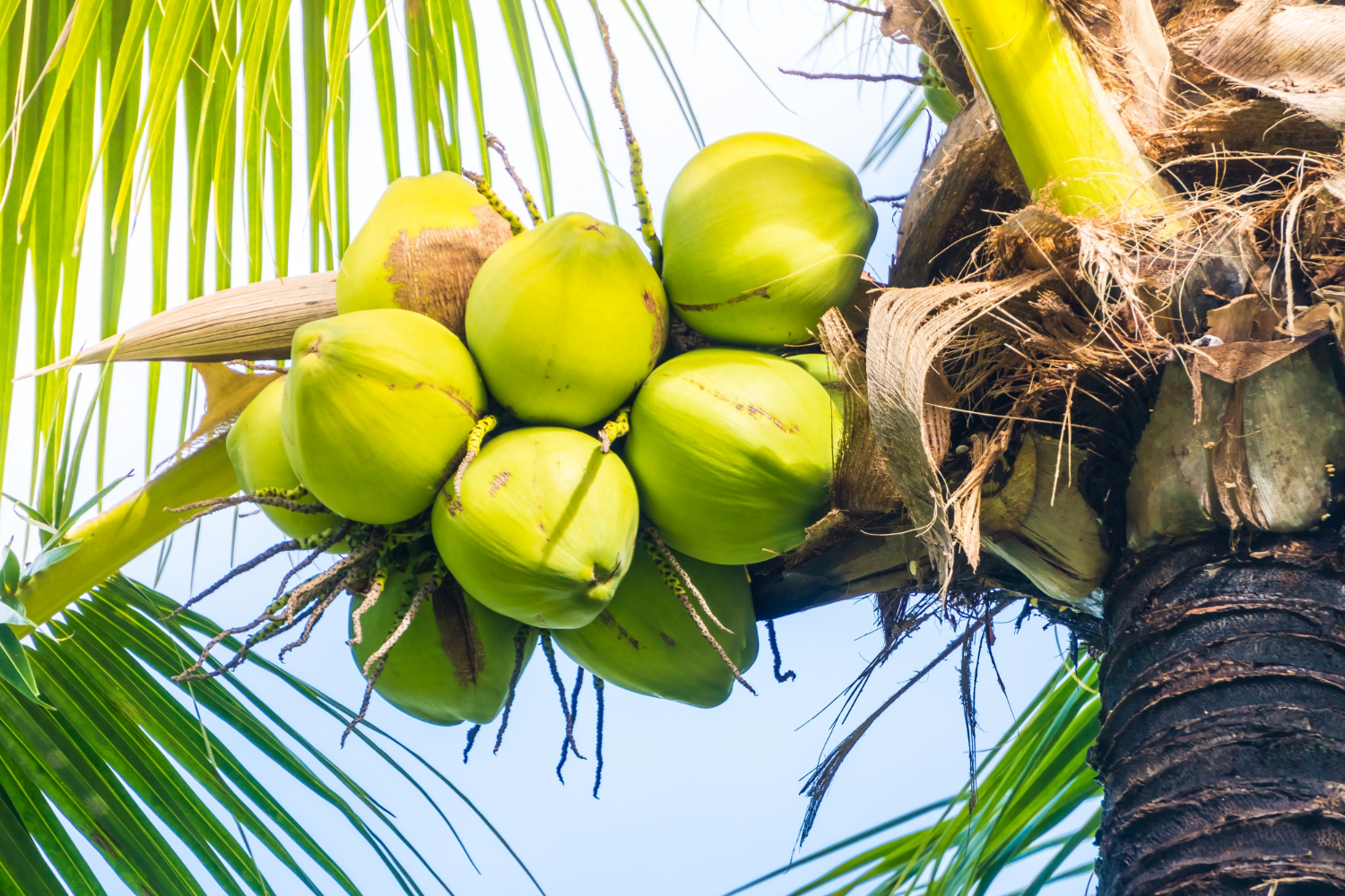 Read more about the article Coconut Development Board (CDB)