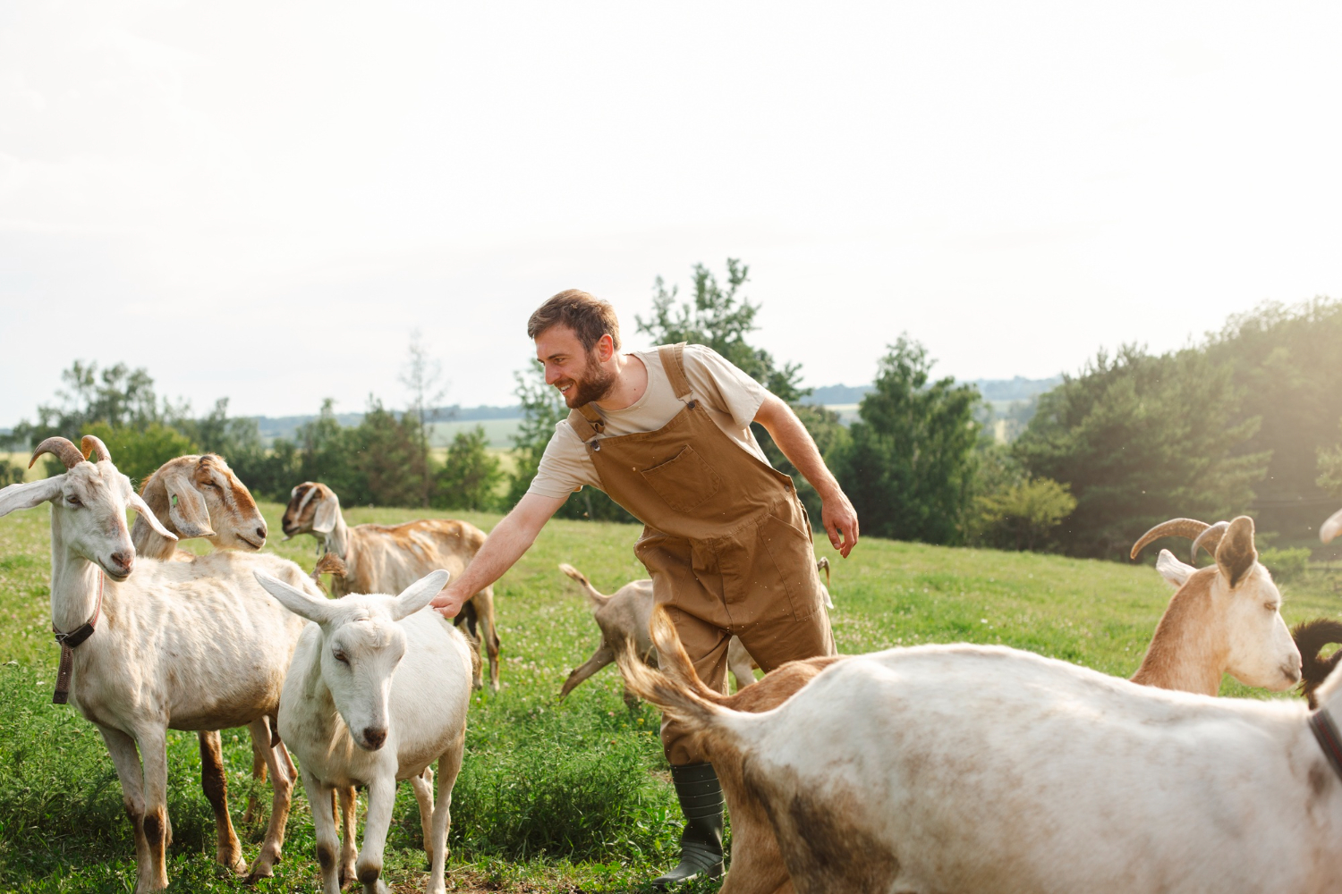 Read more about the article National Livestock Mission