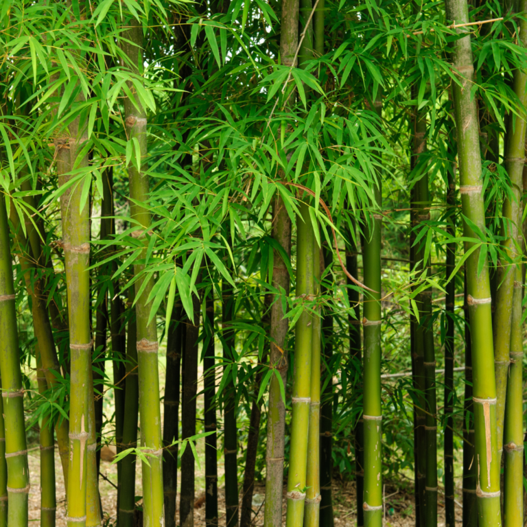 National Bamboo Mission