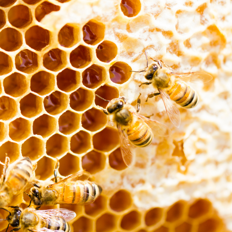 National Beekeeping & Honey Mission