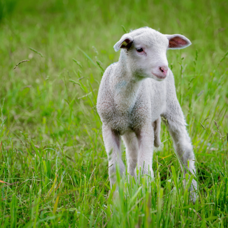 National Livestock Mission