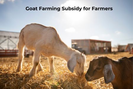 Read more about the article NLM Scheme 2026 – Up to 50% Goat Farming Subsidy for Farmers & Entrepreneurs