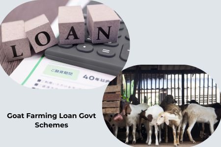 Read more about the article Goat Farming Loan Govt Schemes, Subsidy & Application Process in India 2026