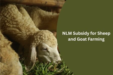 Read more about the article NLM Subsidy for Sheep and Goat Farming—Complete 2026 Guide