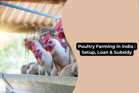 Poultry Farming in India—Setup, Loan and Subsidy