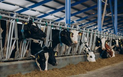 Dairy Farming
