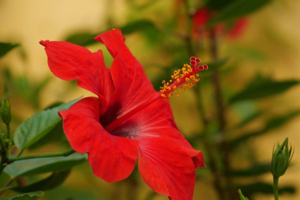 hibiscus flower plant