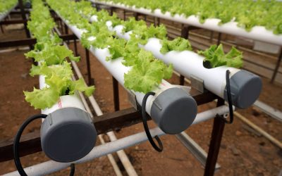 Hydroponic Farming (3)