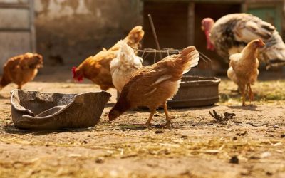 Poultry Feed Manufacturing